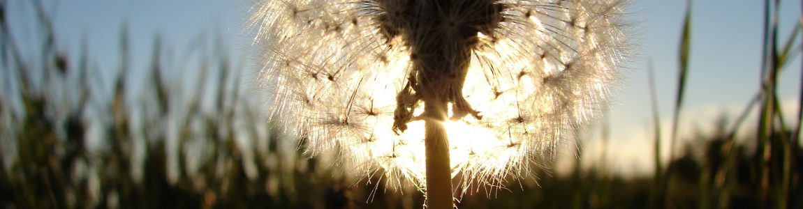 sunburst-dandelion-1393738-1920x1440